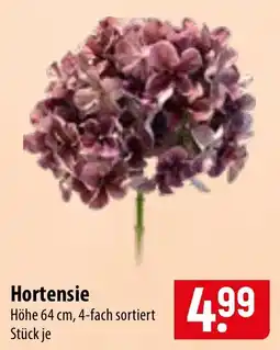 Famila Nord Ost Hortensie Angebot