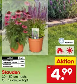 Netto Marken-Discount Stauden Angebot