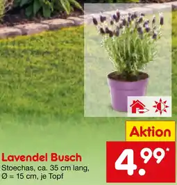 Netto Marken-Discount Lavendel Busch Angebot