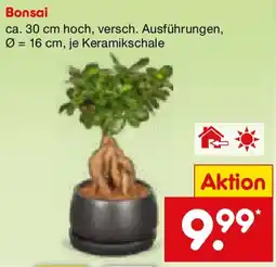 Netto Marken-Discount Bonsai Angebot