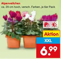 Netto Marken-Discount Alpenveilchen Angebot