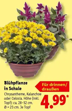 Lidl Blühpflanze in Schale Angebot