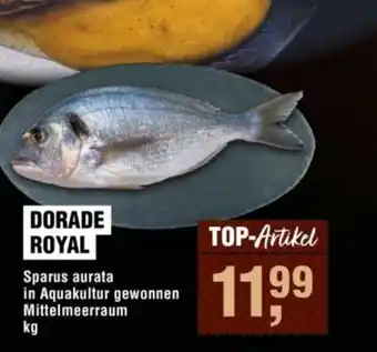 DORADE ROYAL