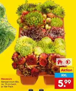Netto Marken-Discount Hauswurz Angebot