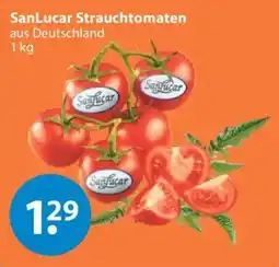 V Markt SanLucar Strauchtomaten Angebot