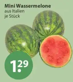 V Markt Mini Wassermelone Angebot