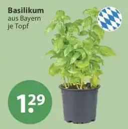 V Markt Basilikum aus Bayern Angebot