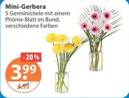 V Markt Mini-Gerbera Angebot