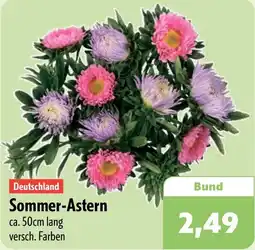 Aktiv Irma Sommer-Astern Angebot