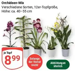 Globus Orchideen-Mix Angebot
