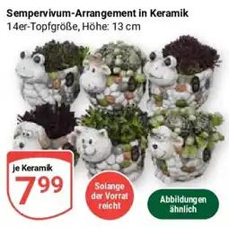 Globus Sempervivum-Arrangement in Keramik Angebot