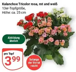 Globus Kalanchoe Tricolor rosa, rot und weiß Angebot