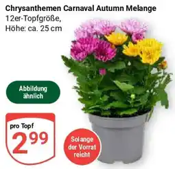Globus Chrysanthemen Carnaval Autumn Melange Angebot