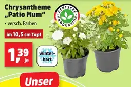 Thomas Philipps Chrysantheme "Patio Mum" Angebot