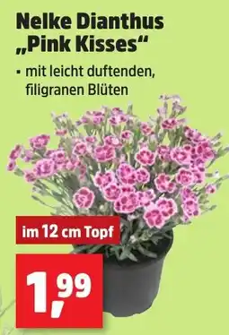 Thomas Philipps Nelke Dianthus „Pink Kisses“ Angebot