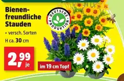 Thomas Philipps Bienenfreundliche Stauden Angebot