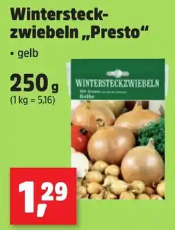 Thomas Philipps Wintersteckzwiebeln "Presto" gelb Angebot