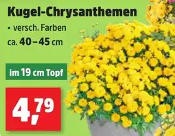 Thomas Philipps Kugel-Chrysanthemen Angebot