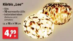 Thomas Philipps Kürbis "Leo" Angebot