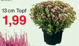 Wiglo Wunderland arben Angebot