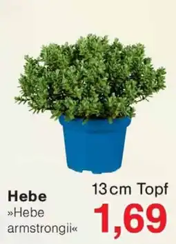 Wiglo Wunderland Hebe »Hebe armstrongii« Angebot