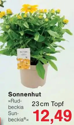 Wiglo Wunderland Sonnenhut »Rudbeckia Sunbeckia« Angebot