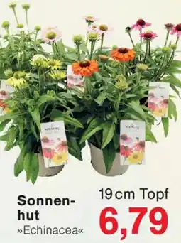 Wiglo Wunderland Sonnenhut »Echinacea« Angebot