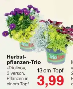 Wiglo Wunderland Herbstpflanzen-Trio »Triolino« Angebot