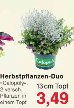 Wiglo Wunderland Herbstpflanzen-Duo »Calopoly« Angebot