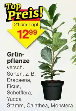 Wiglo Wunderland Grün-pflanze Angebot