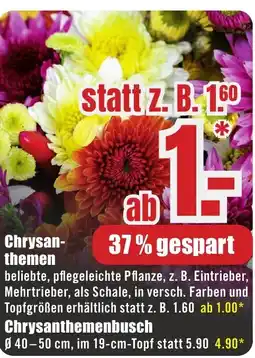 B1 Discount Baumarkt Chrysanthemenbusch Angebot