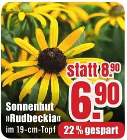 B1 Discount Baumarkt Sonnenhut »Rudbeckia« Angebot