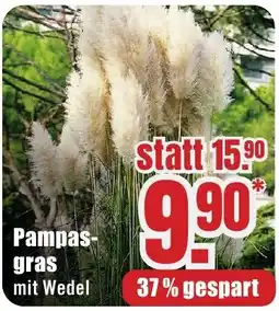 B1 Discount Baumarkt Pampas-gras mit Wedel Angebot