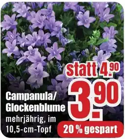 B1 Discount Baumarkt Campanula/Glockenblume Angebot