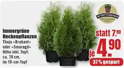 B1 Discount Baumarkt Immergrüne Heckenpflanzen Thuja »Brabant« oder »Smaragd« Angebot