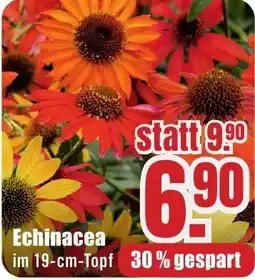 B1 Discount Baumarkt Echinacea Angebot