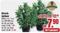B1 Discount Baumarkt Kirsch-lorbeer Angebot