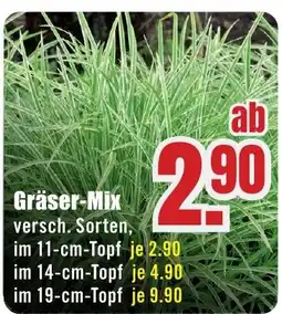B1 Discount Baumarkt Gräser-Mix Angebot