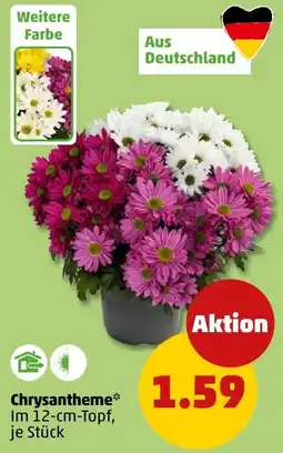 PENNY Chrysantheme* Angebot
