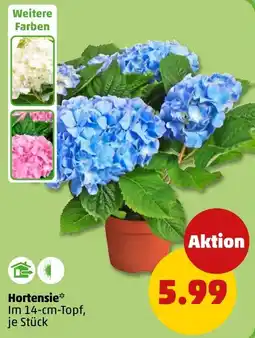 PENNY Hortensie* Angebot