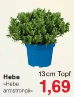 Jawoll Hebe »Hebe armstrongii« Angebot
