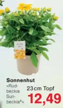 Jawoll Sonnenhut »Rudbeckia Sunbeckia« Angebot