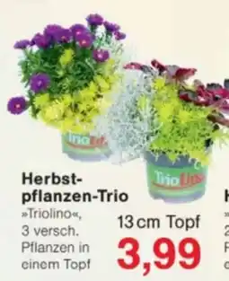 Jawoll Herbstpflanzen-Trio »Triolino« Angebot