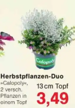 Jawoll Herbstpflanzen-Duo »Calopoly« Angebot