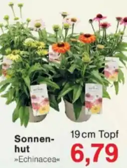 Jawoll Sonnen-hut »Echinacea« Angebot