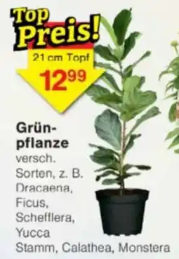 Jawoll Grün-pflanze Angebot