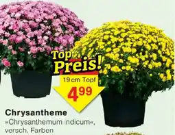 Wiglo Wunderland Chrysantheme Angebot
