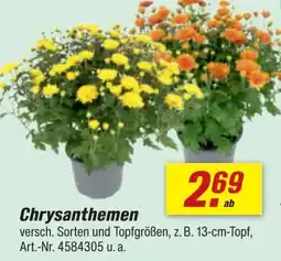 toom Baumarkt Chrysanthemen Angebot
