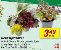 toom Baumarkt Herbstpflanzen Angebot