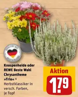 Sonderpreis Baumarkt Knospenheide oder REWE Beste Wahl Chrysantheme »Trio« Angebot